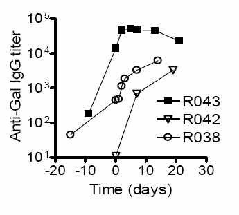 MD-3 항체 단독 투여한 원숭이에서 돼지췌도 이식 전후 혈청내 항-Gal 항체 역가 변화