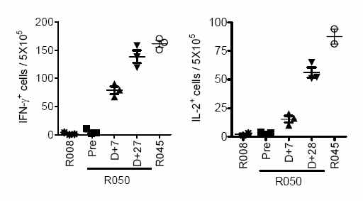 항-CD154 항체와 Rapamycin 만을 투여한 원숭이의 PBMC를 이식 췌도로 자극한 후 ELISPOT 분석 결과 (R008, 음성대조군; R050, 실험군; R045, 양성대조군)