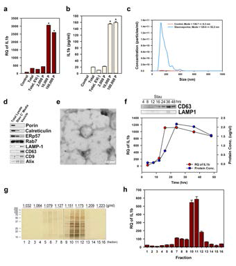 Exosomes from apoptotic cells activate BMMQs to induce IL1β