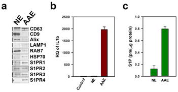 Comparison between apoptosis-associated exosome and normal exosome