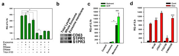 (a) Apoptosis-associated exosomes (40 μ g), pre-incubated with proteinase K (PK) (0.2 mg/ml), RNase (10 μg/ml), DNase (10 μg/ml), or Triton X-100 (1 %) at 37 oC for 30min,were treated into BMMQ with final concentration of 5μ g/ml for 16hr. IL1β mRNA was observed by real-time PCR. (b-c) Equal amount of total lysate, apoptosis-associated exosome, or membrane fraction purified from apoptosis-associated exosome was western-blotted for detecting CD63, S1PR1, or S1PR3 (b), and treated into BMMQ with concentration of 1 μg/ml) for 16 hr, from which IL1β mRNA was measured by real-time PCR (c). (d) Apoptosis-associated exosome (10 μg/ml) or PBS was treated into BMMQ with/without W146 (20 μM), JTE013 (20 μM), TY52165 (50 μM), or CYM50358 (5 μM). IL1β mRNA was measured by real-time PCR. Data performed in triplicate are presented as mean ± S.D.