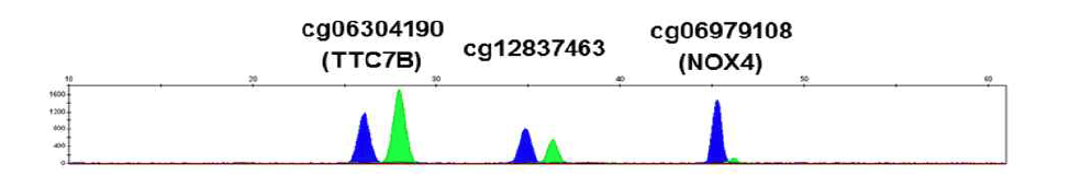 A representative electropherogram of age prediction in semen using multiplex methylation SNaPshot