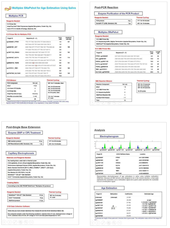 Multiplex methylation SNaPshot protocol for age prediction in saliva