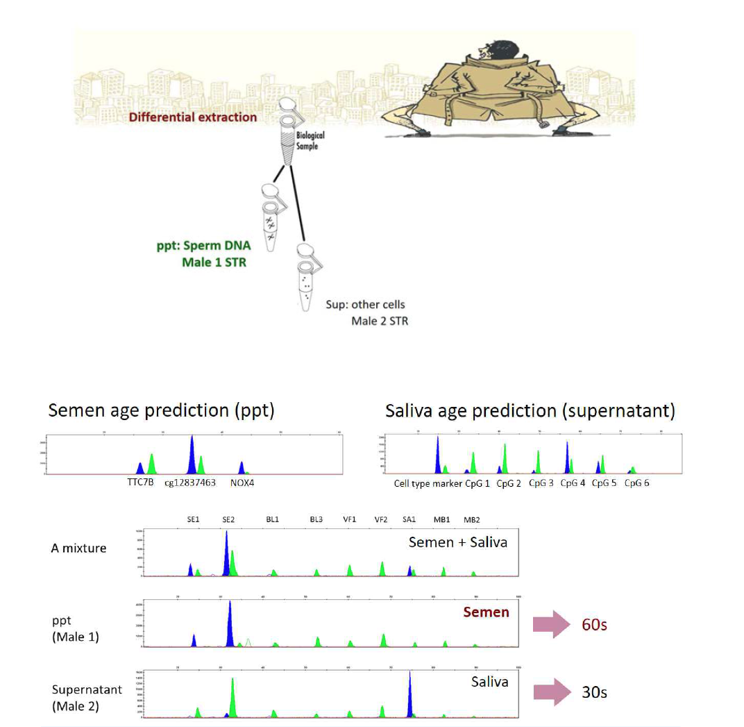 Body fluid identification and age prediction of casework samples from obscene acts