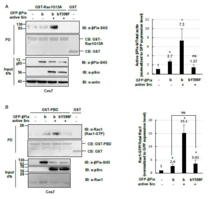 Y598의 인산화는 βPix-b의 Rac1 GEF activity를 강화함.