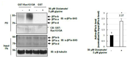 Glutamate에 의한 신경세포 활성은 βPix-b의 GEF activity를 강화함.