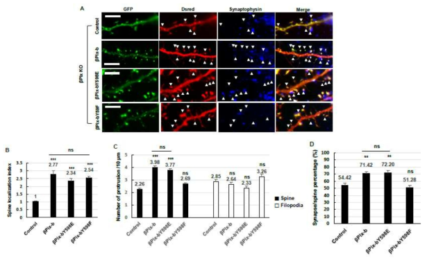 βPix-bY598 인산화가 저해되면 spine과 synapse 발달이 억제됨.