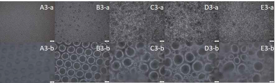 제작된 PDMS 기판의 top view