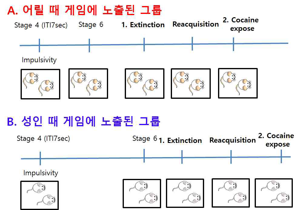 3주령 rat을 절반은 6단계 훈련을 계속 진행하고, 절반은 6주가 될 때까 지 기다렸다가 6단계 훈련을 시켜주어 연령에 따른 rGT preference 차이를 관찰함