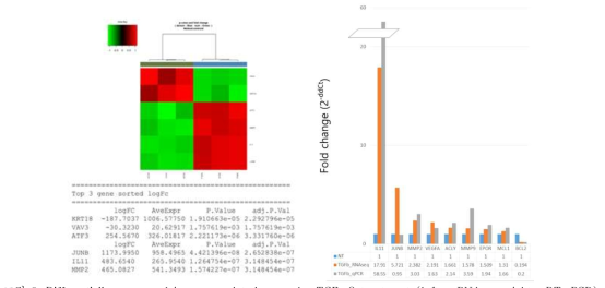 Differentially expressed immune-related genes by TGF-β treatment (left; mRNAseq; right, qRT-PCR)