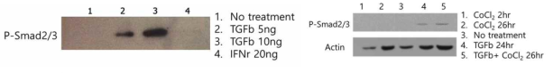 SMAD2/3 phosphorylation state depending on the TGF-β concentration under normoxia or hypoxia