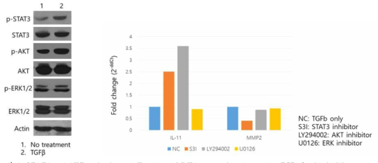 STAT3 and AKT activation and IL-11 and MMP2 expression changes by TGF-β with inhibitors