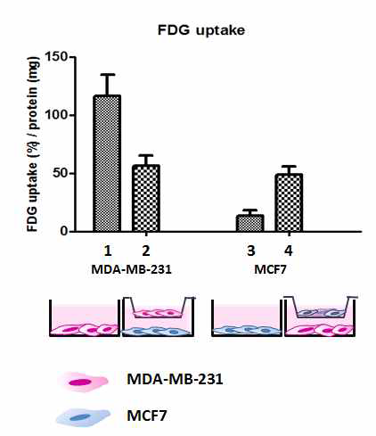 transwell시스템을 이용하여 포도당 섭취율이 낮은 MCF-7 세포를 malignant세포인 MDA-MB-231세포와 공동배양 후 포도당 섭취율 변화 확인