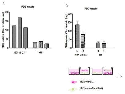 human fibroblast를 MDA-MB-231 유방암세포주와 공동배양시 포도당 섭취변화 관찰