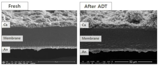 Pt/GC-acetone의 담지체 가속열화 시험 전(좌)/후(우) MEA 단면사진.