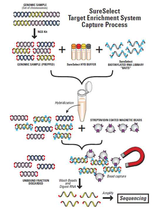 capture sequencing 방법의 개요