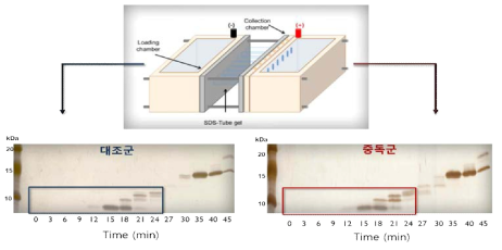 gel electrophoreis를 이용한 저분자량의 펩타이드 분리 이미지