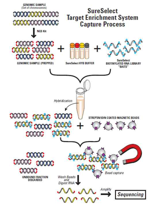 Hybrid capture sequencing 방법의 개요