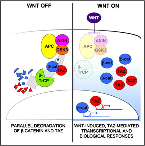 TAZ는 Wnt 신호를 매개하는 중요한 단백질임.