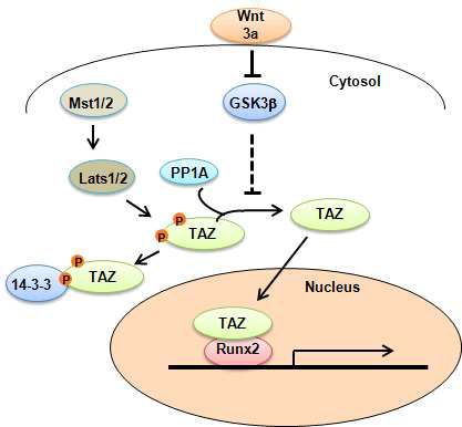 Wnt 신호에 TAZ의 탈인산화를 촉진함