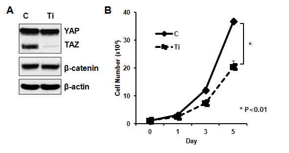 SW480 세포에 TAZ 유전자를 knock down 시키면 암세포의 증식이 현저하게 감소함 A) TAZ의 발현 감소는 YAP과 β-catenin의 단백질 발현에 영향 을 주지 않는다. B) TAZ 유전자의 발현 감소는 대장암 세포의 증식을 억제함 (C: control cell, Ti: TAZ knock down cell)