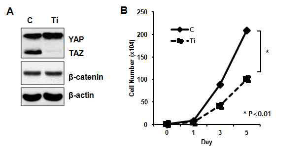 HCT116 세포에 TAZ 유전자의 발현을 감소시 키면, 세포의 증식능이 현저하게 떨어짐 A) TAZ 단백 질 발현 확인 B) HCT116 세포주의 증식능확인 (C: control cell, Ti: TAZ knock down cell)
