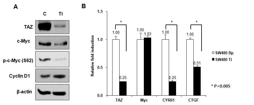 TAZ 단백질의 발현이 감소하면 Wnt 신호의 하부 인자 중 c-Myc의 단백질 발현이 현저하게 감소함 (A). TAZ의 발현 감소로 TAZ에 의해 조절받는 CTGF, CYR61의 mRNA는 감소하지만, 단백질 수준에서 변화를 보인 c-Myc의 mRNA 발현은 변화하지 않음을 관찰