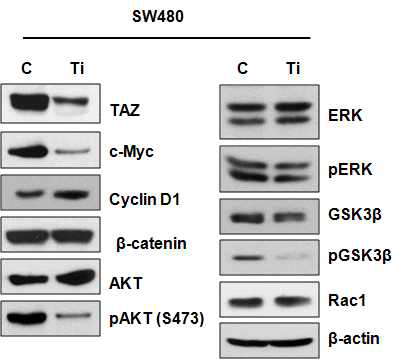 정상대장암세포와 TAZ가 knock down된 암세포의 PI3K/AKT, RAS/MAPK의 활성을 확인한 결과, 특이적으로 AKT와 AKT의 하부 인자의 인산 화가 감소함을 확인