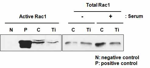 SW480 정상 세포와 TAZ가 knock down된 세포에 서 Rac1의 활성을 확인한 결과, TAZ의 발현이 감소한 세포 에서 활성화된 Rac1이 감소함을 관찰