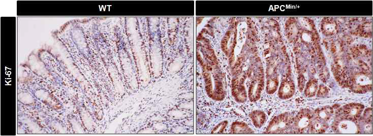 15주령 WT, APCmin/+mice의 대장 부분을 section하여 Ki-67으로 염색 한 결과, Ki-67 positive cell이 APCmin/+mice에서 증가함을 관찰. (Nuclear counterstaining : Mayer's Hematoxylin)