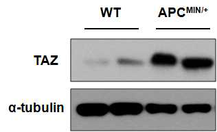 APC가 mutation되어 있는 APCmin/+mice 조직에서 TAZ의 발현이 현저 하게 증가함을 확인함.