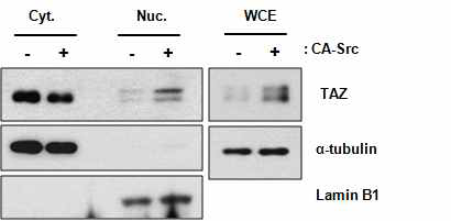 Src kinase과발현에 의한 TAZ의 발 현 및 핵내 분포 증가