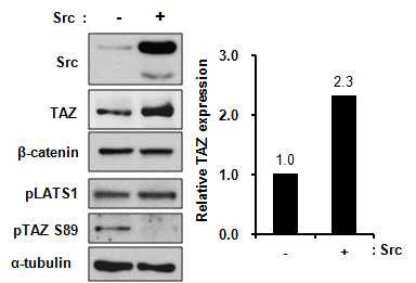 활성화된 Src kinase에 의한 TAZ S89 인산화의 감소
