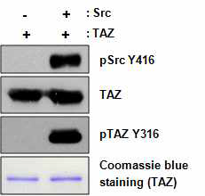 Src kinase에 의한 TAZ tyrosine의 인산화