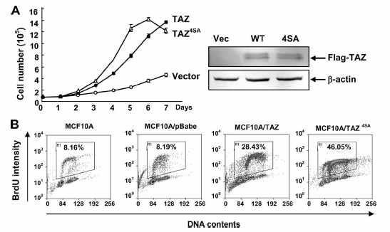 세포 증식을 촉진하는 TAZ. (A) 과발현된 TAZ 변형 단 백질은 세포 증식을 촉진하며 (B) DNA 합성능을 증가시킴