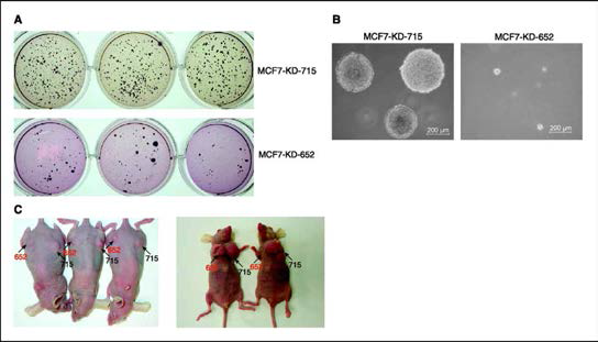 TAZ 발현이 감소된 유방암 세포주(MCF7-KD-652)에서 보 이는 감소된 콜로니 형성능(A, B) 및 암형성능 (C). MCF7-KD-715 (control) and MCF7-KD-652 (TAZ-depleted cells) cells