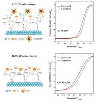 염기성 용액 (위)과 산성 용액 (아래) 조건 하의 L-cysteine이 흡착된 백금 촉매 시스템 내 구경꾼 이온의 거동 및 산소환원반응 활성 [4-11]
