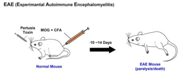 생쥐를 이용한 EAE 모델 구축 과정