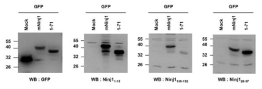 Ninjurin 1 항체의 제작과 그 선택성