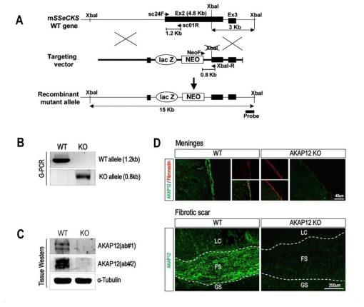 AKAP12 KO 마우스의 구축과 AKAP12의 발현 결손 확인