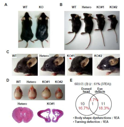 Ninjurin1 KO 마우스의 외형적 관찰