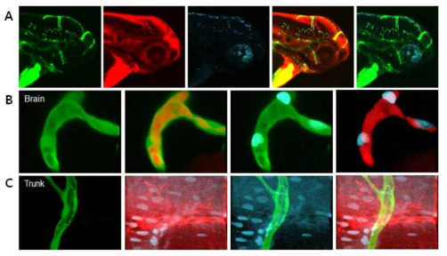 제브라피쉬 배아의 뇌혈관장벽 형성