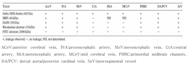 제브라피쉬의 다양한 뇌혈관에서 크기 선별적 표지인자의 leakage 양상