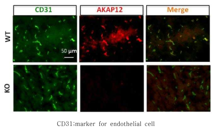 뇌졸중 후 WT, AKAP12 KO mice의 혈관 내피 세포에서 AKAP12 발현 비교