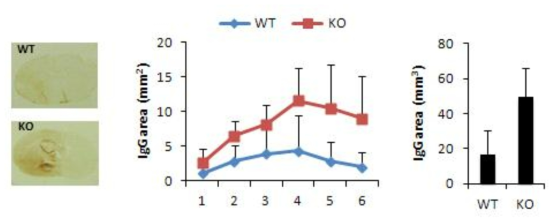 WT, AKAP12 KO mice 에서 뇌졸중 후 뇌혈관장벽의 손상 비교