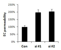 AKAP12의 발현이 억제된 혈관 내피세포에서 in vitro permeability 측정