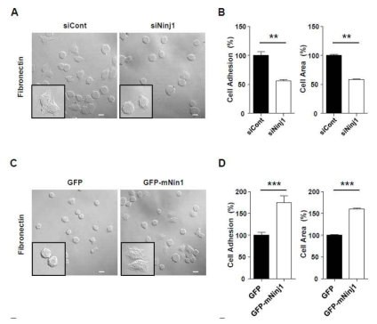 Ninjurin1에 의한 세포-기질의 상호작용