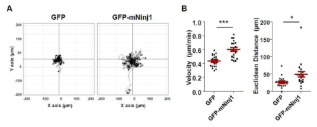 Ninjurin1 과발현 Raw264.7 세포의 세포 이동성 증가효과