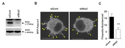 siNinj1 Raw264.7 세포의 Filopodia 감소 효과