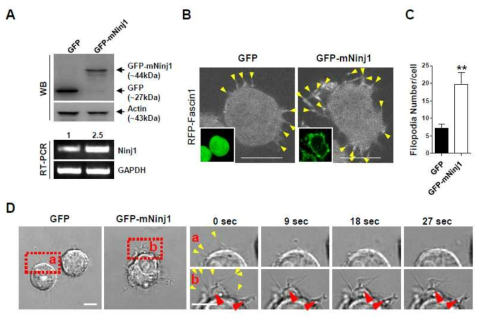 GFP-mNinj1 과발현 Raw264.7 세포의 Filopodia 증가 효과